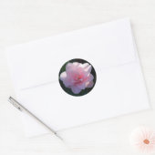 Sticker Rond Camélia rose (Enveloppe)