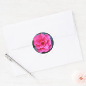 Sticker Rond Camellia rose (Enveloppe)