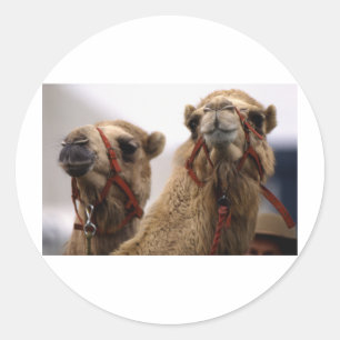 Sticker Rond Camels