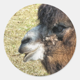 STICKER ROND CAMELS