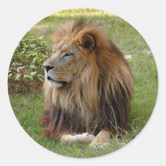 Sticker Rond Cameron 3 11x11 (Devant)