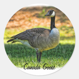 STICKER ROND CANADA GOOSE
