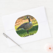 STICKER ROND CANADA GOOSE (Enveloppe)