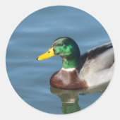 Sticker Rond Canard (Devant)