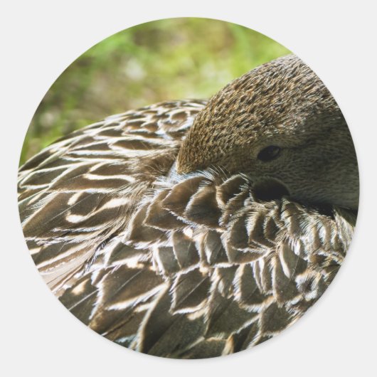 Sticker Rond Canard (Devant)
