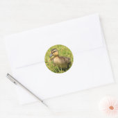Sticker Rond Canard (Enveloppe)