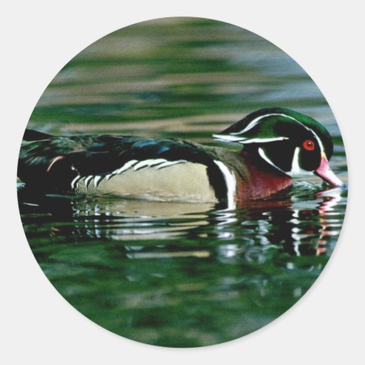 Sticker Rond Canard à bois (Drake) (Devant)