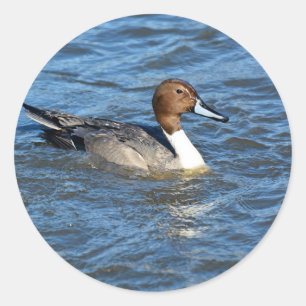 Sticker Rond Canard à intail