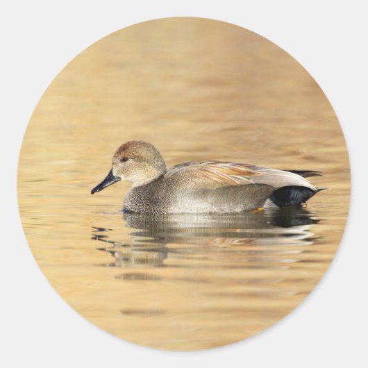 Sticker Rond Canard à mâle (Devant)