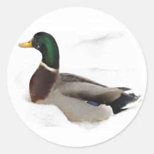 Sticker Rond Canard dans la neige