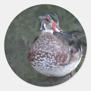 Sticker Rond Canard de bois