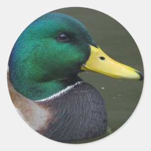 Sticker Rond Canard de Mallard
