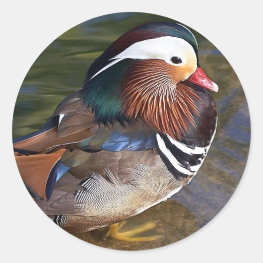 Sticker Rond Canard mandarin (Devant)