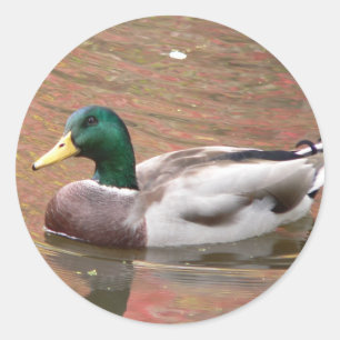 Sticker Rond Canard ou Decoy