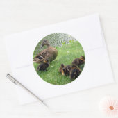 Sticker Rond Canards (Enveloppe)
