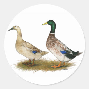 Sticker Rond Canards : Argent Welsh Harlequin