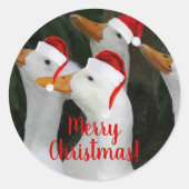 Sticker Rond Canards blancs portant des chapeaux rouges Noël (Devant)
