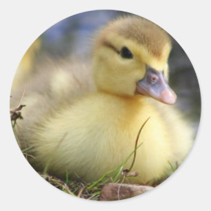 Sticker Rond Caneton de Muscovy de bébé