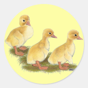 Sticker Rond Canetons jaunes