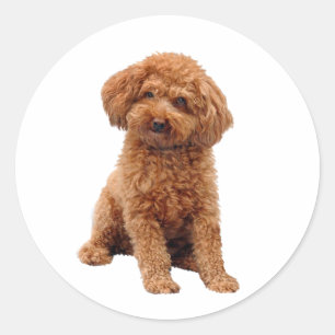 Sticker Rond Caniche - Jouet (Abricot)