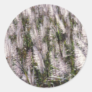 Sticker Rond Canne à sucre