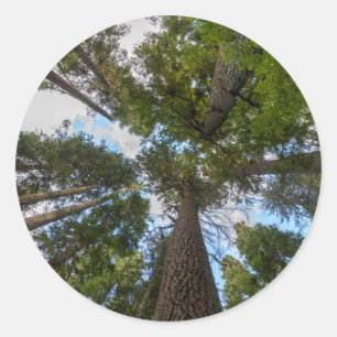 Sticker Rond canopée de sapin de Douglas