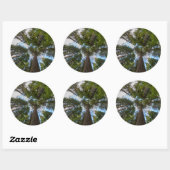 Sticker Rond canopée de sapin de Douglas (Feuille)
