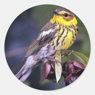Sticker Rond Cap May Amateurs d'oiseaux de Paruline Cadeaux