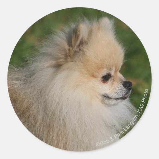 Sticker Rond Capture d'écran de Poméranie 2 (Devant)