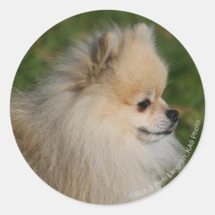 Sticker Rond Capture d'écran de Poméranie 2