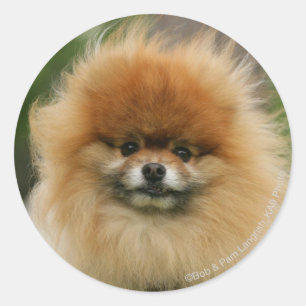 Sticker Rond Capture d'écran de Poméranie regardant la caméra
