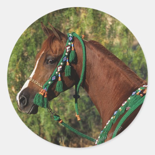 Sticker Rond Capture d'écran du cheval arabe avec bride (Devant)