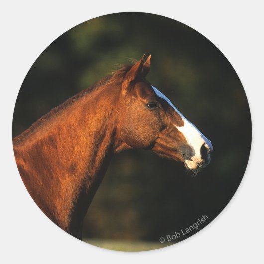 Sticker Rond Capture d'écran du cheval Thoroughbred (Devant)