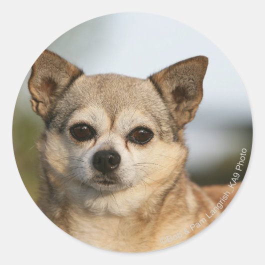 Sticker Rond Capture d'écran du Chihuahua (Devant)