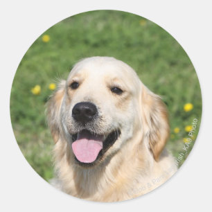 Sticker Rond Capture d'écran Golden Retriever 1