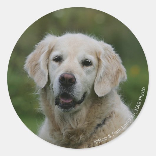 Sticker Rond Capture d'écran Golden Retriever 2 (Devant)