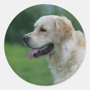 Sticker Rond Capture d'écran Golden Retriever 2 2