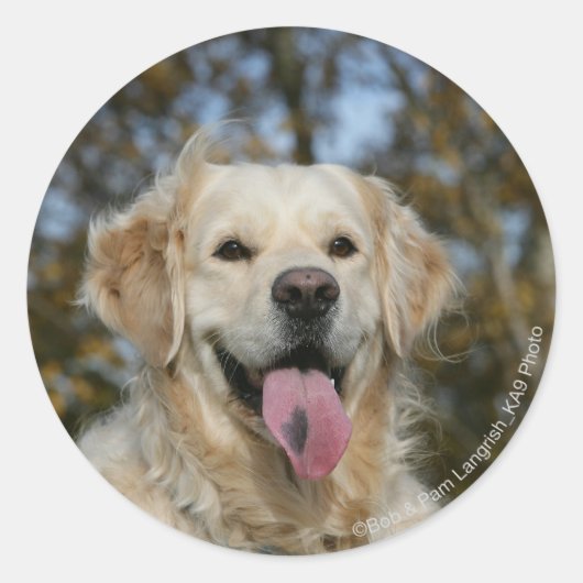 Sticker Rond Capture d'écran Golden Retriever 3 (Devant)