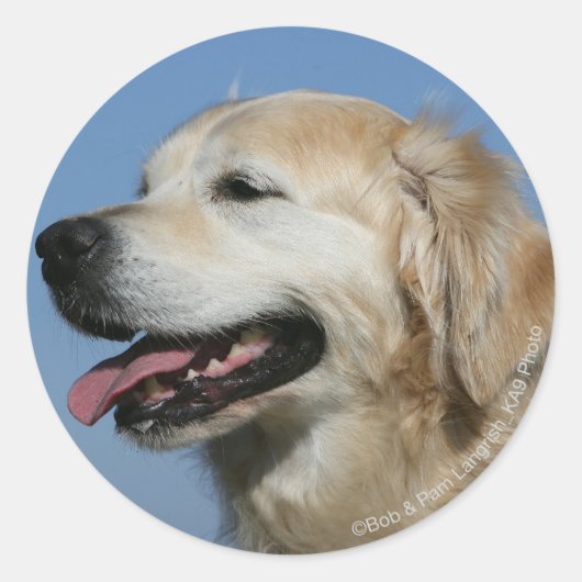 Sticker Rond Capture d'écran Golden Retriever 4 (Devant)