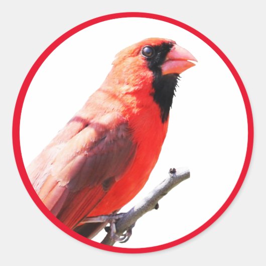 Sticker Rond Cardinal (Devant)