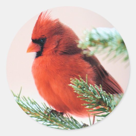 Sticker Rond Cardinal en Fir de Neige (Devant)