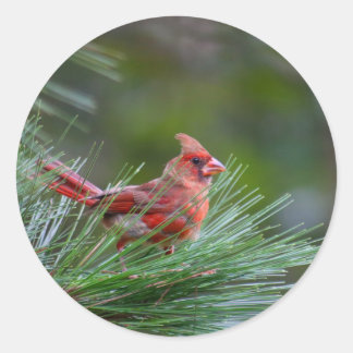 Sticker Rond Cardinal juvénile