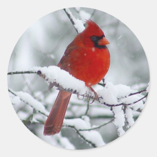 Sticker Rond Cardinal rouge dans l'autocollant de neige (Devant)