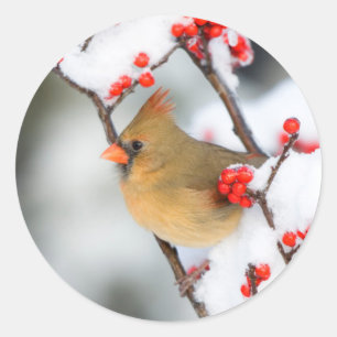 Sticker Rond Cardinal rouge femelle sur Houx verticillé