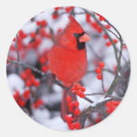 Cardinal rouge mâle, Hiver, IL