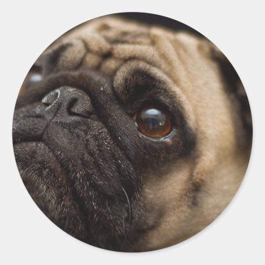 Sticker Rond Carlin adorable (Devant)