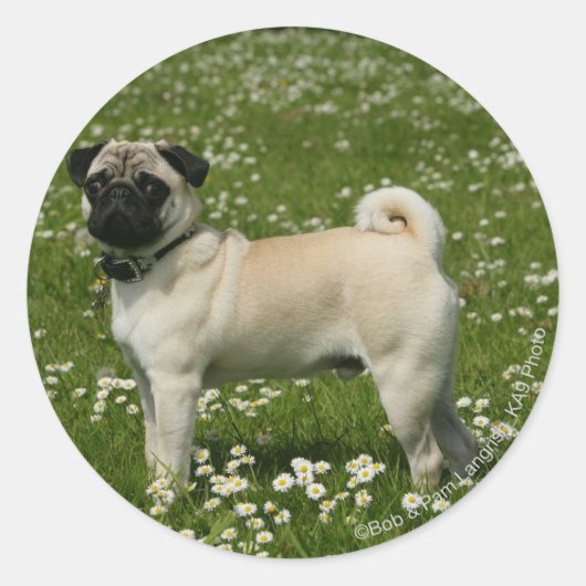 Sticker Rond Carlin jouant en fleurs (Devant)