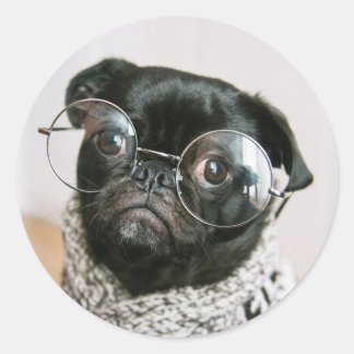 Sticker Rond Carlin noir mignon avec lunettes Photo Chien