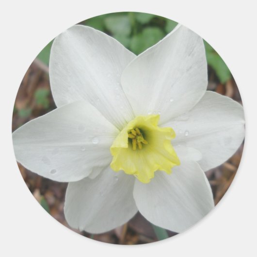 Sticker Rond Carte de note Narcisse blanche et jaune (Devant)