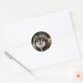 Sticker Rond Casque long Haired Chihuahua 1 (Enveloppe)